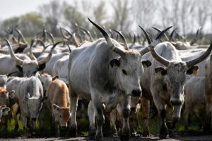 युरोपमा फैलियो खतरानाक भाइरस, तीन देशले गरे सिमानामा सिल