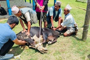 लिमचुङबुङका वडा-वडामा पशु स्वास्थ्यसम्बन्धी घुम्ती शिविर