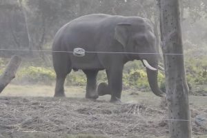 जङ्गली हात्तीको आक्रमणबाट झापामा १७ वर्षमा ७४ जनाको ज्यान गयाे