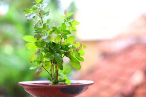 आज हरिशयनी एकादशीः तुलसीको बिरुवा सारिँदै